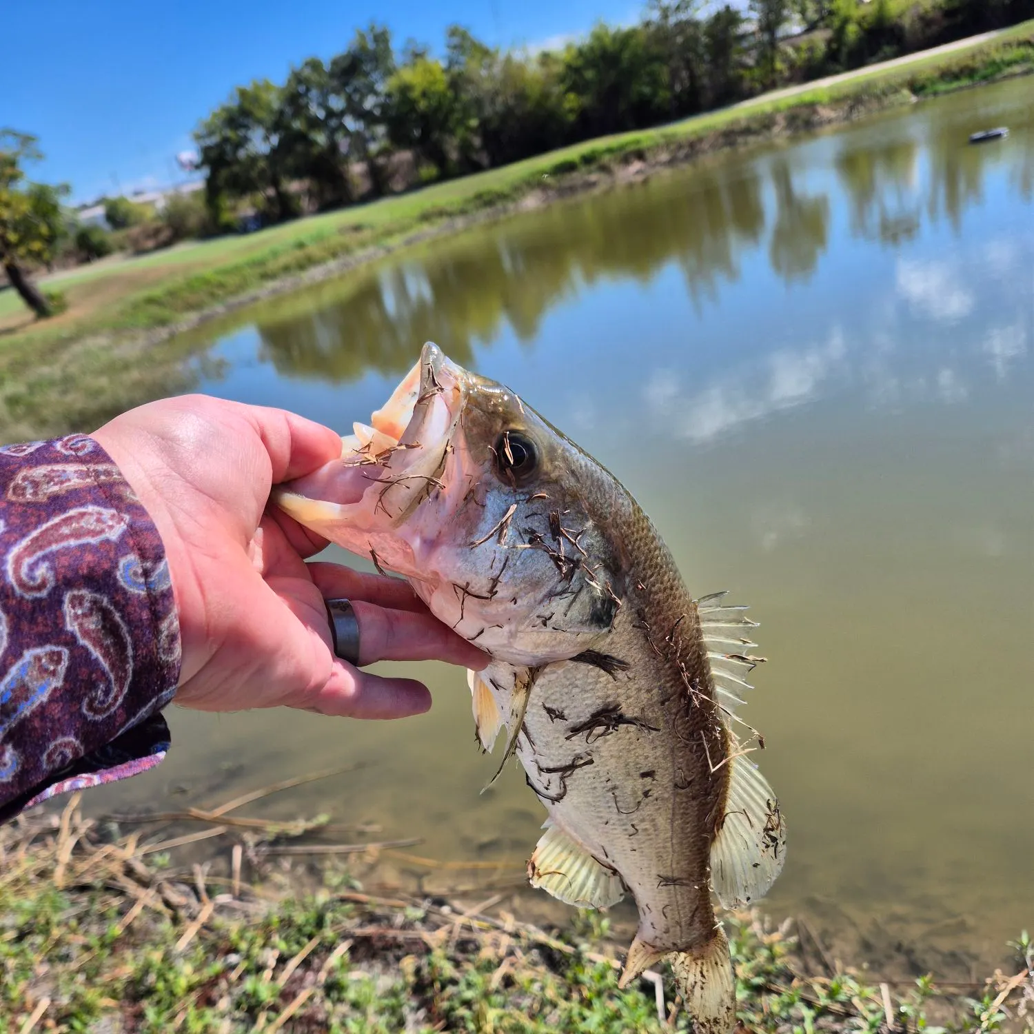 Fish caught on Fishbrain