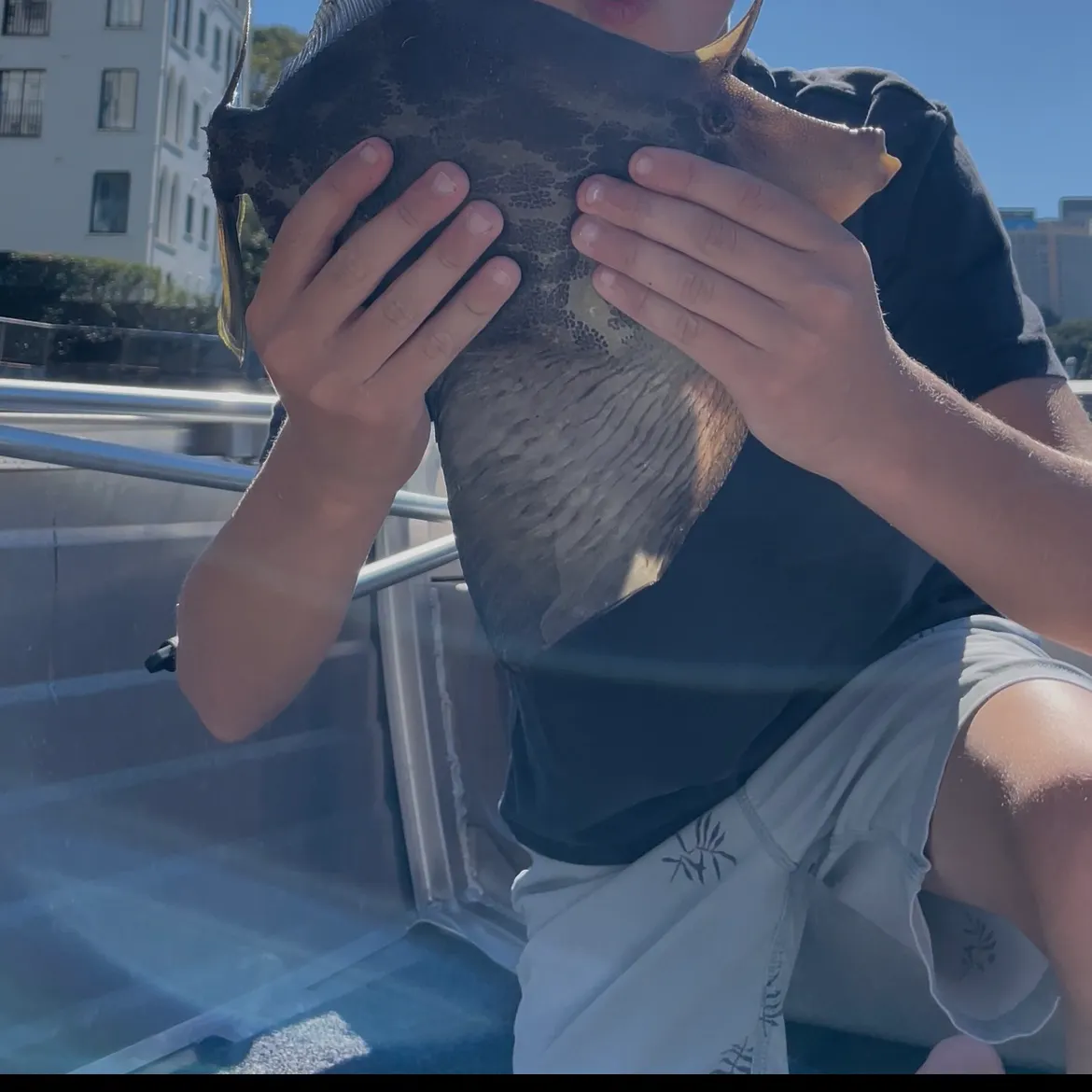 The most recent Fan-bellied leatherjacket catches on Fishbrain