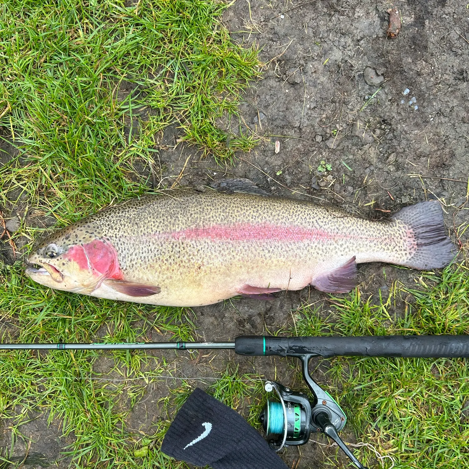 Rainbow trout caught on Fishbrain