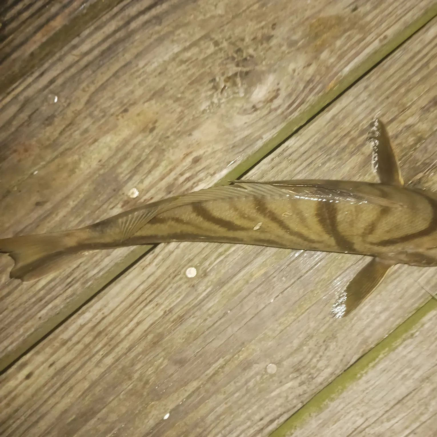 Northern kingcroaker caught on Fishbrain
