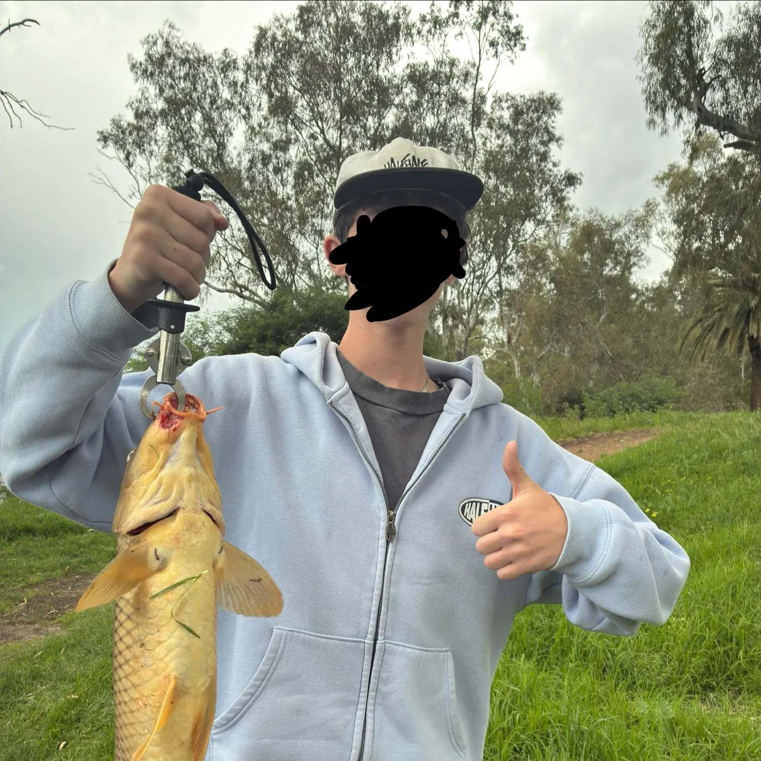 Common carp caught on Fishbrain