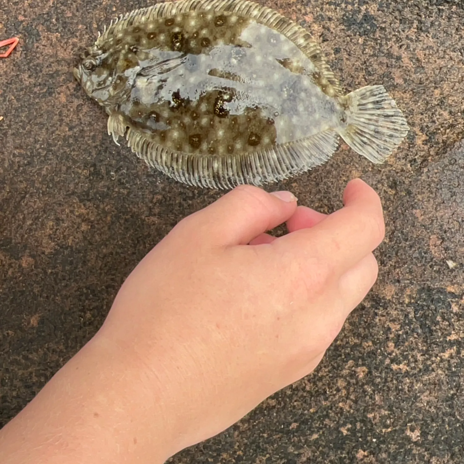 The most recent Stone Flounder catches on Fishbrain
