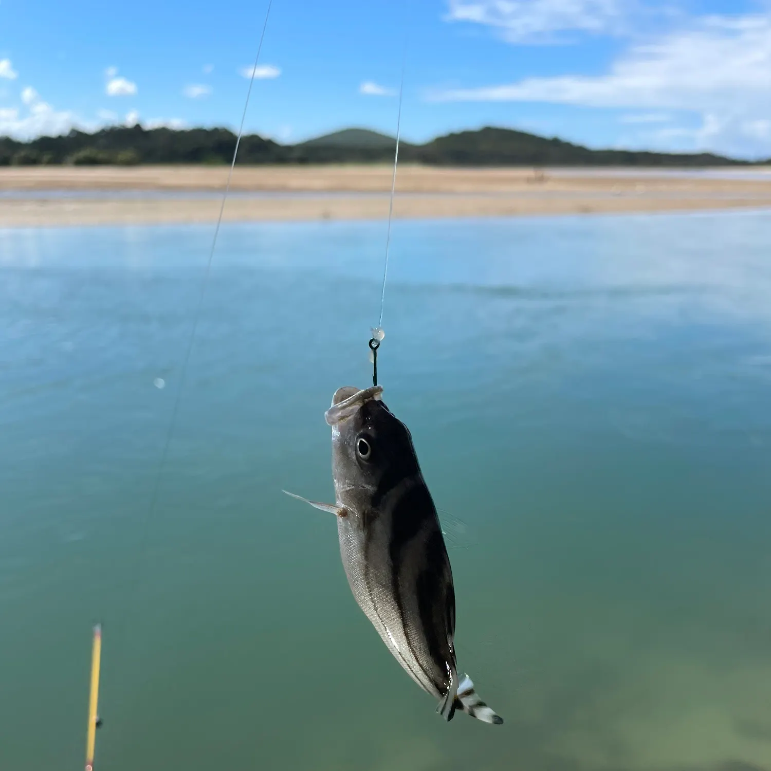 The most recent Eastern striped grunter catches on Fishbrain