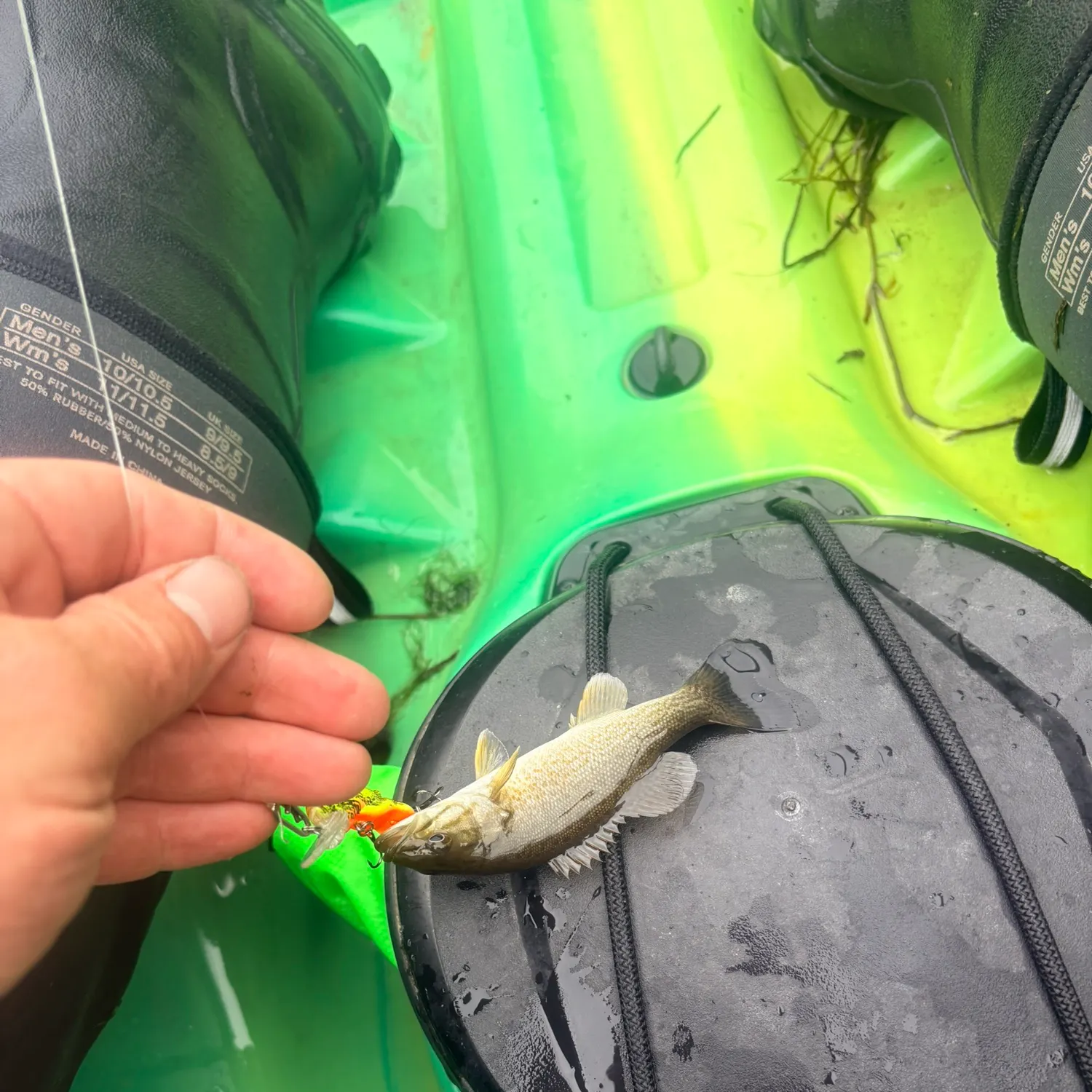 Smallmouth bass caught on Fishbrain