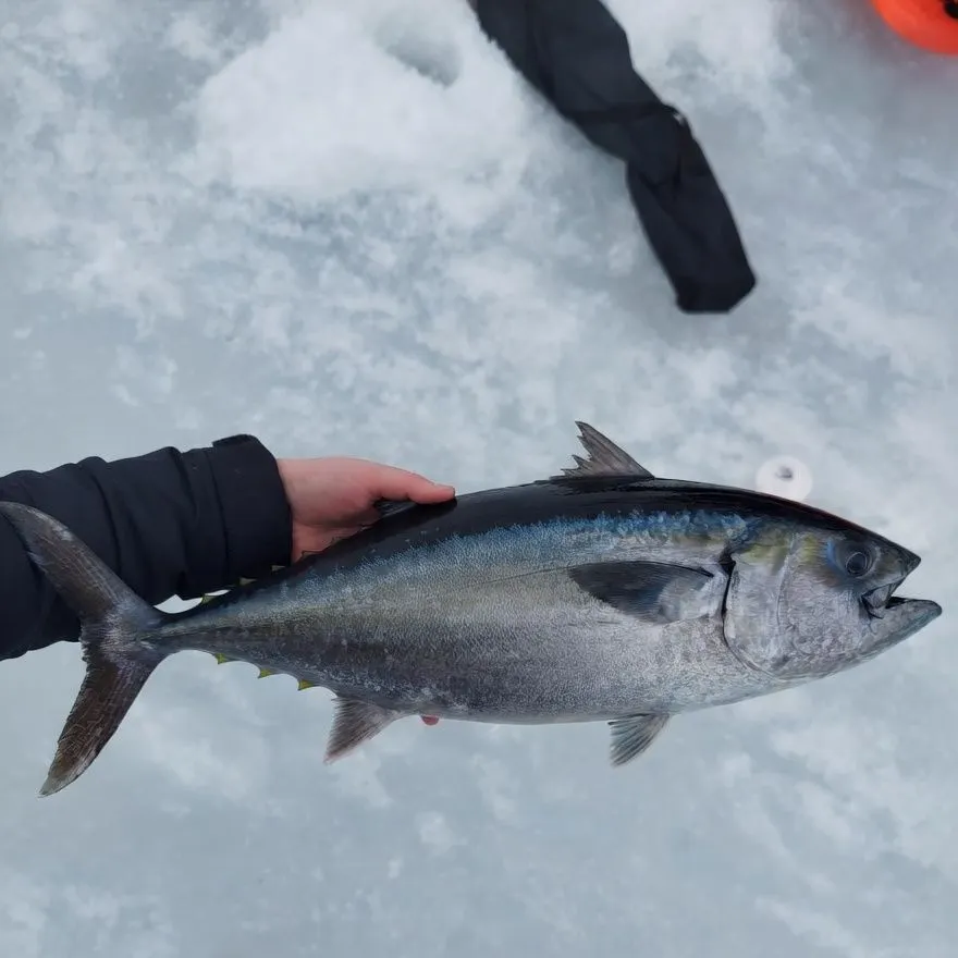 The most recent Atlantic bluefin tuna catches on Fishbrain