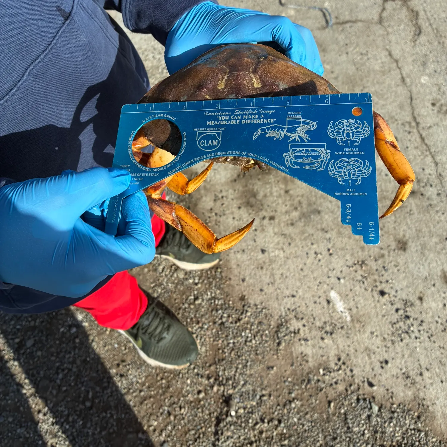 The most recent Atlantic rock crab catches on Fishbrain
