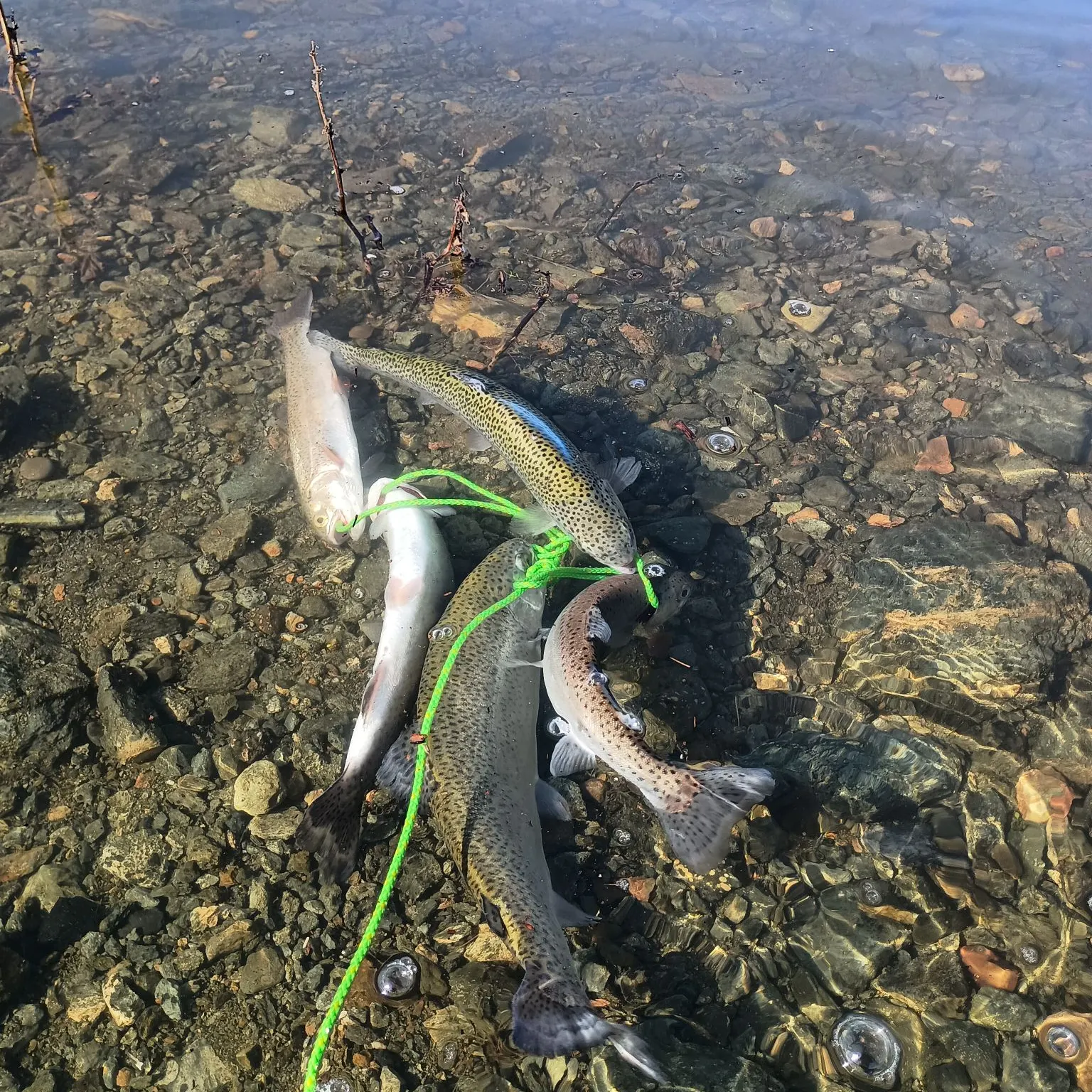 recently logged catches