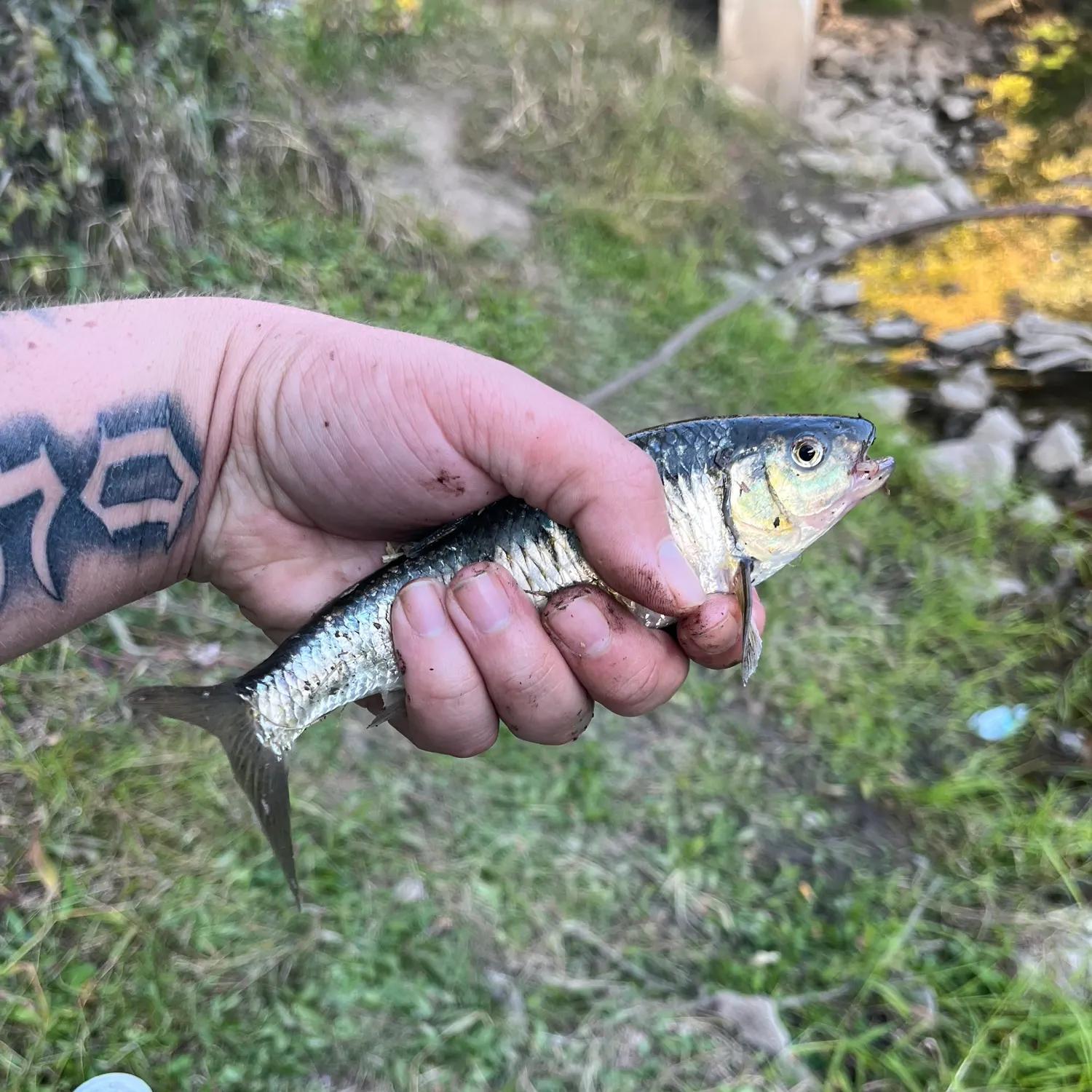 Fish caught on Fishbrain