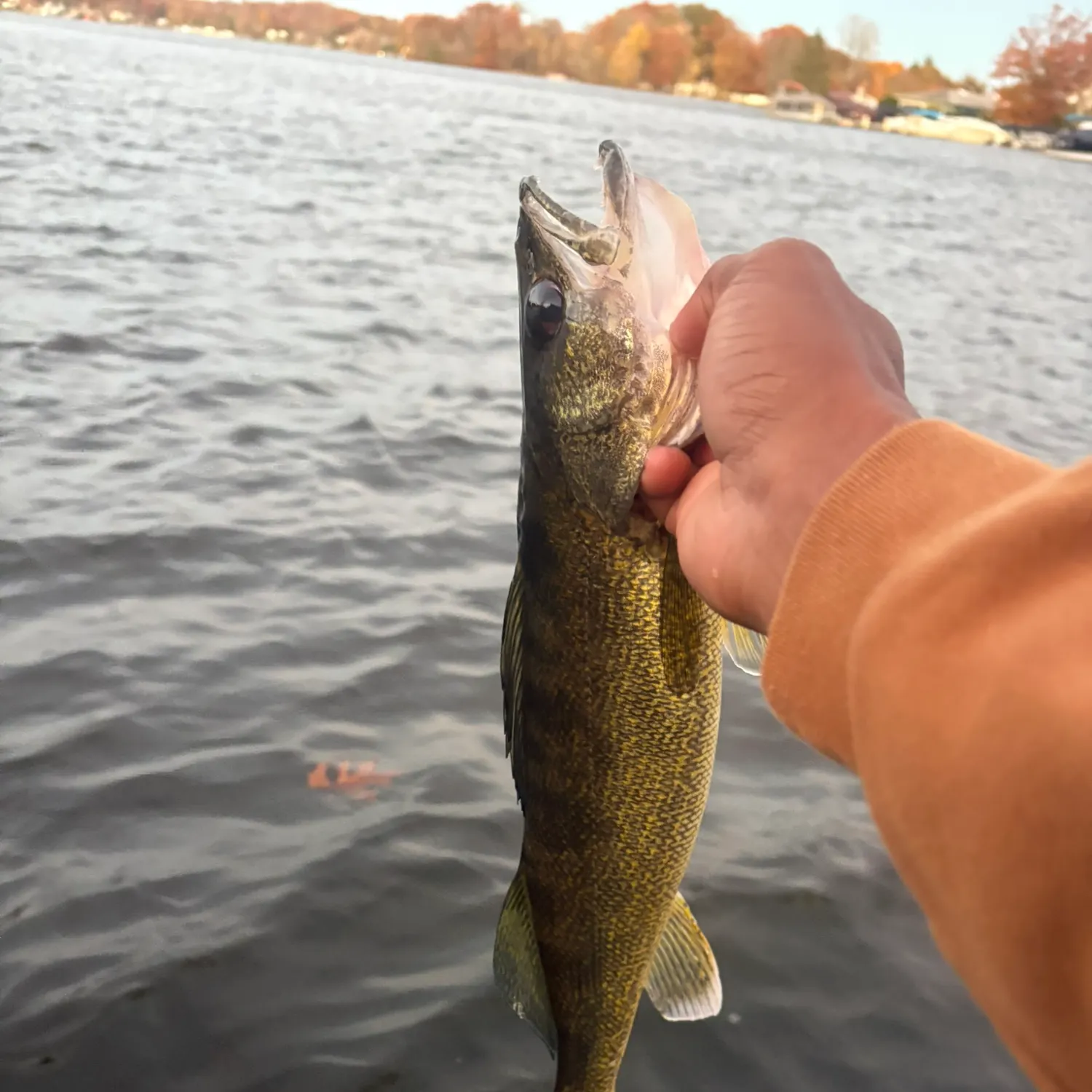Walleye caught on Fishbrain