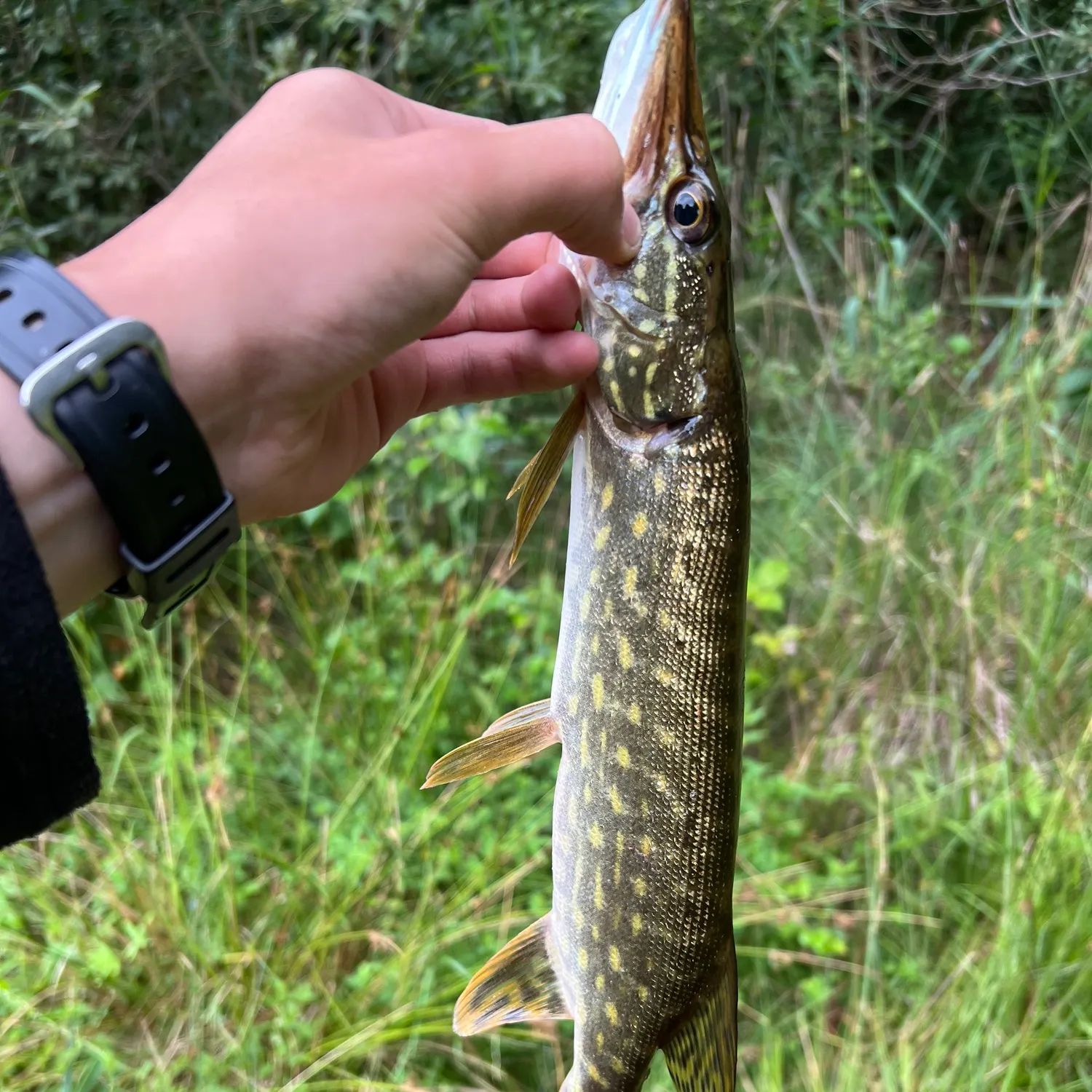 catch