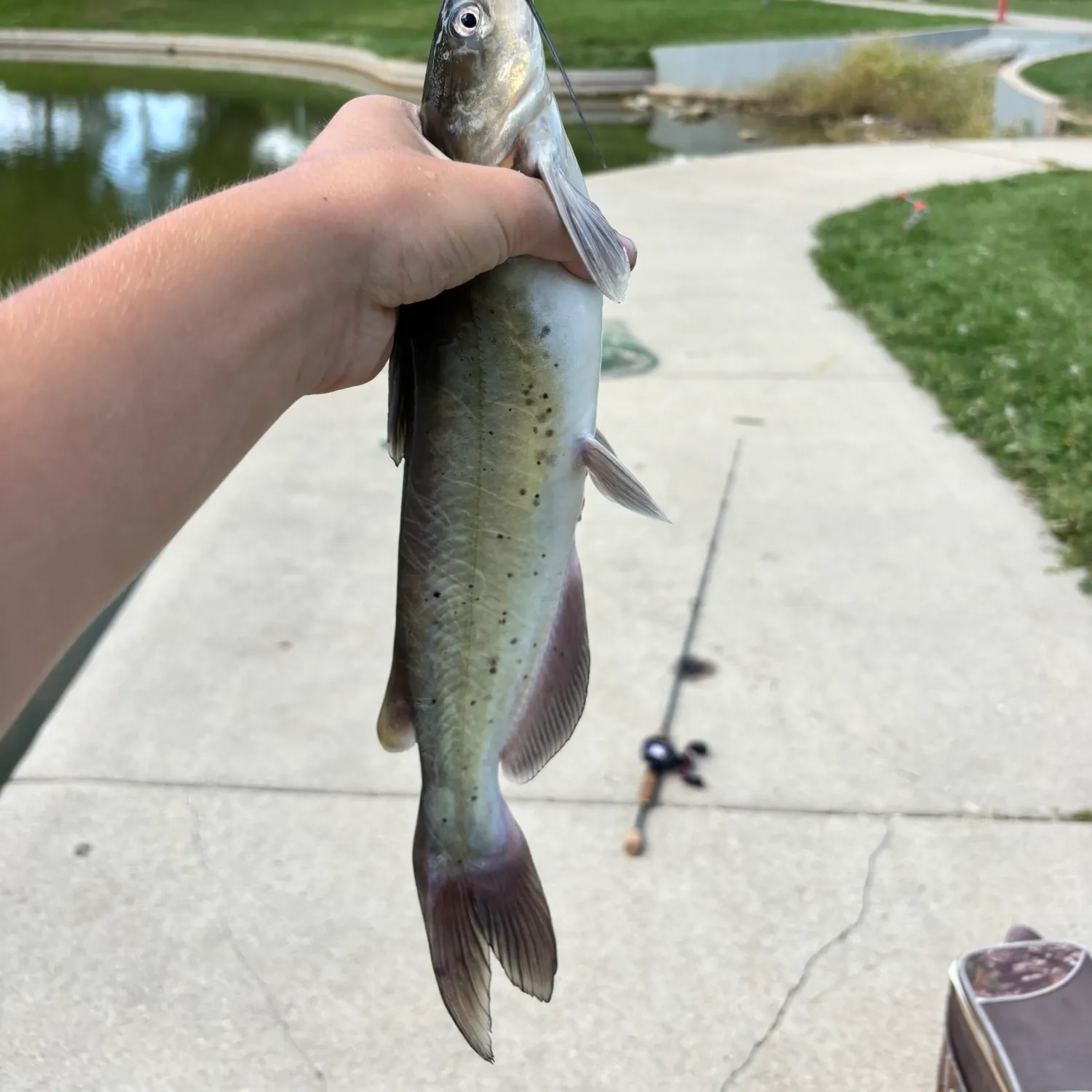 Channel catfish caught on Fishbrain
