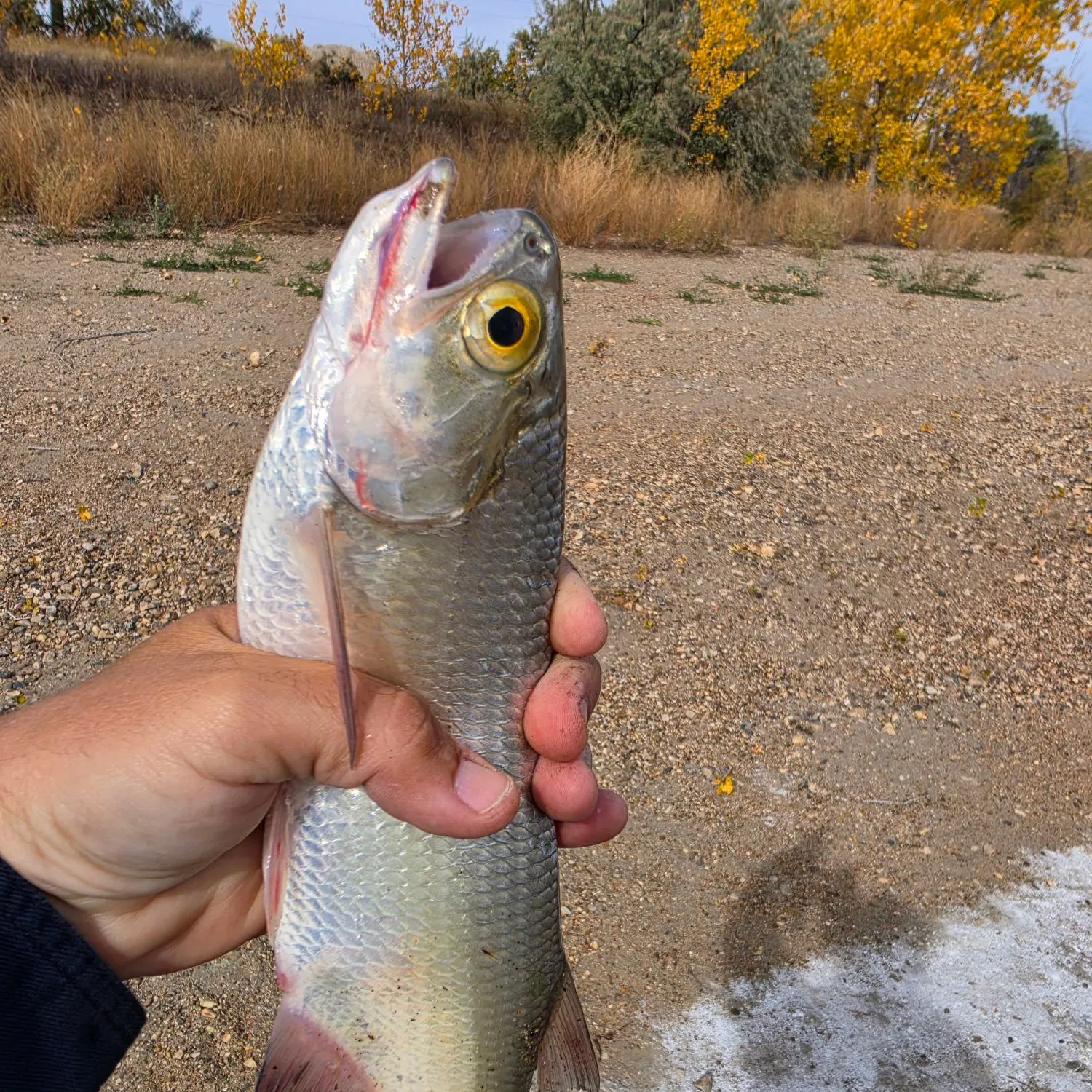 Goldeye caught on Fishbrain