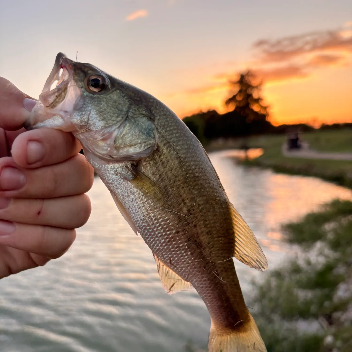 Largemouth bass caught on Fishbrain
