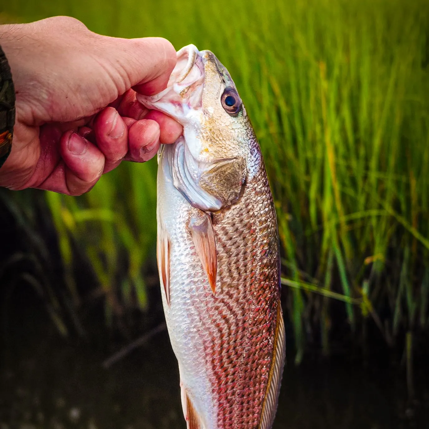 Red drum caught on Fishbrain