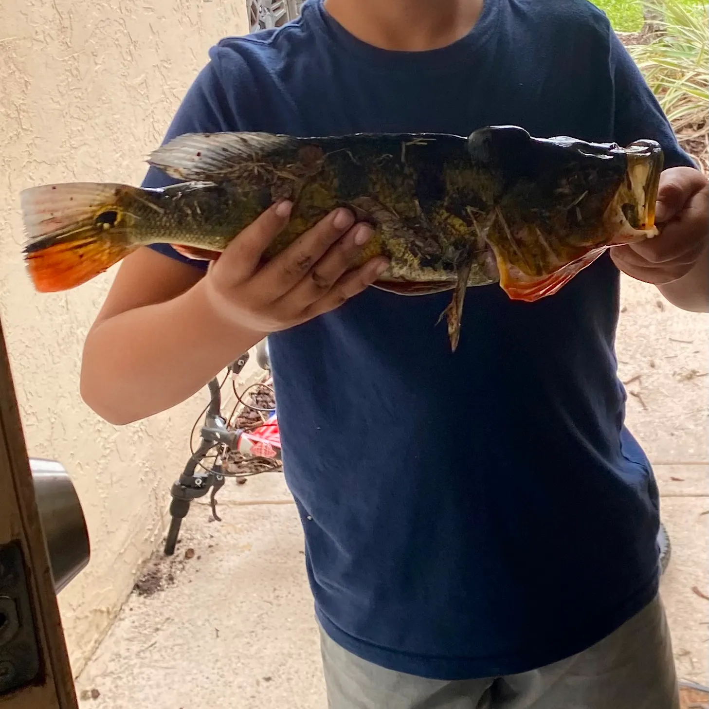 The most recent Striped searobin catches on Fishbrain