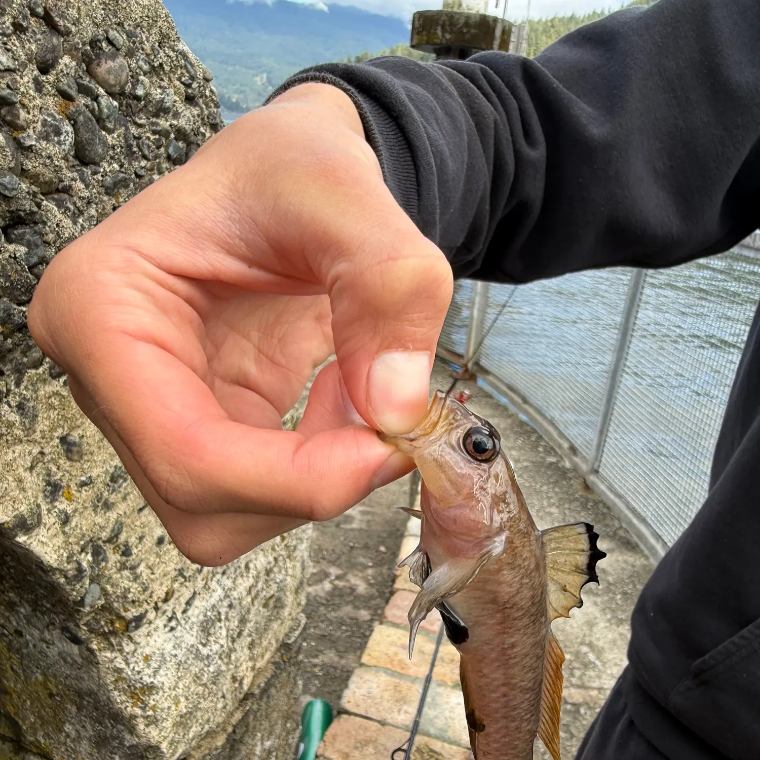 The most recent Blackeye goby catches on Fishbrain