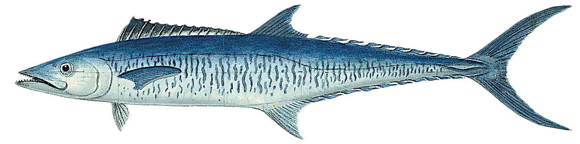 Narrow-barred Spanish mackerel