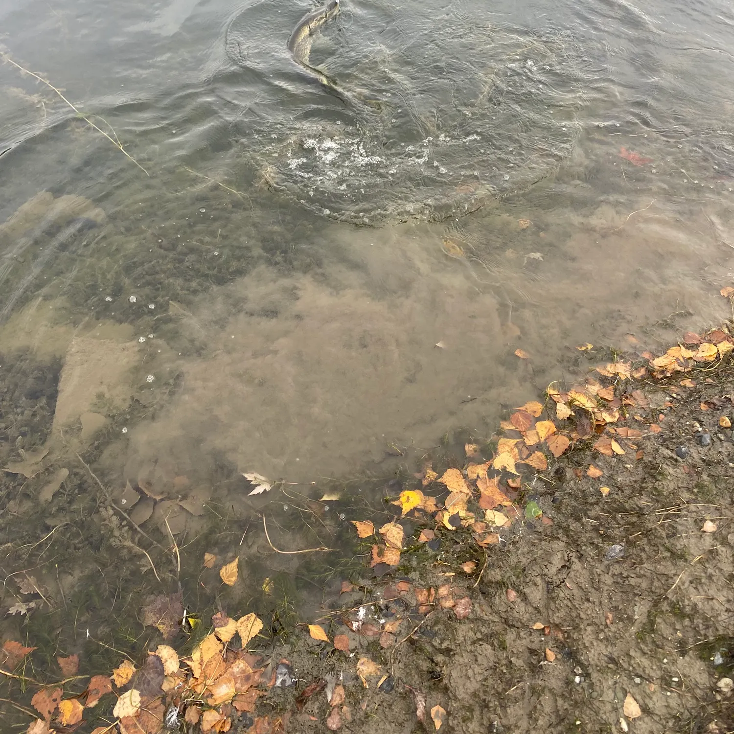 Northern pike caught on Fishbrain