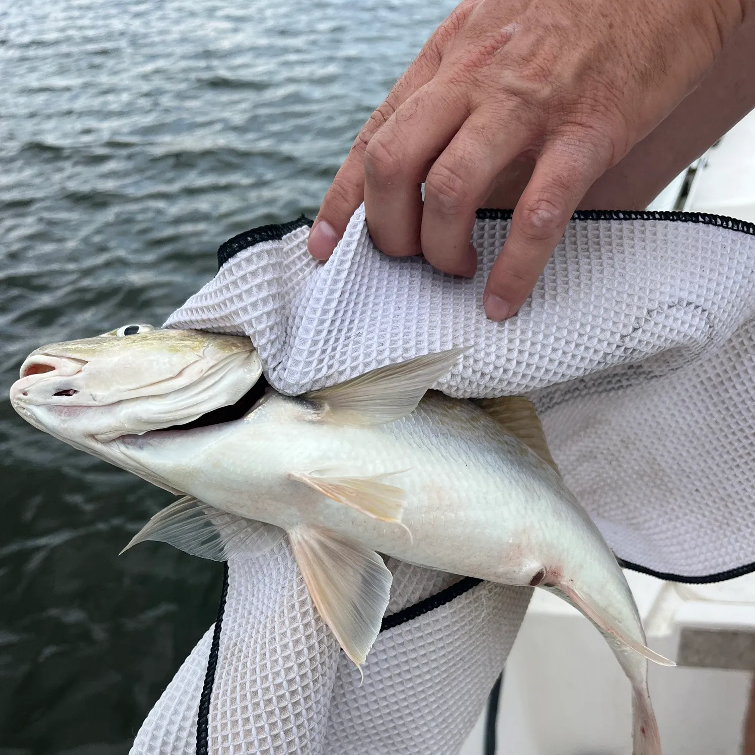 catch