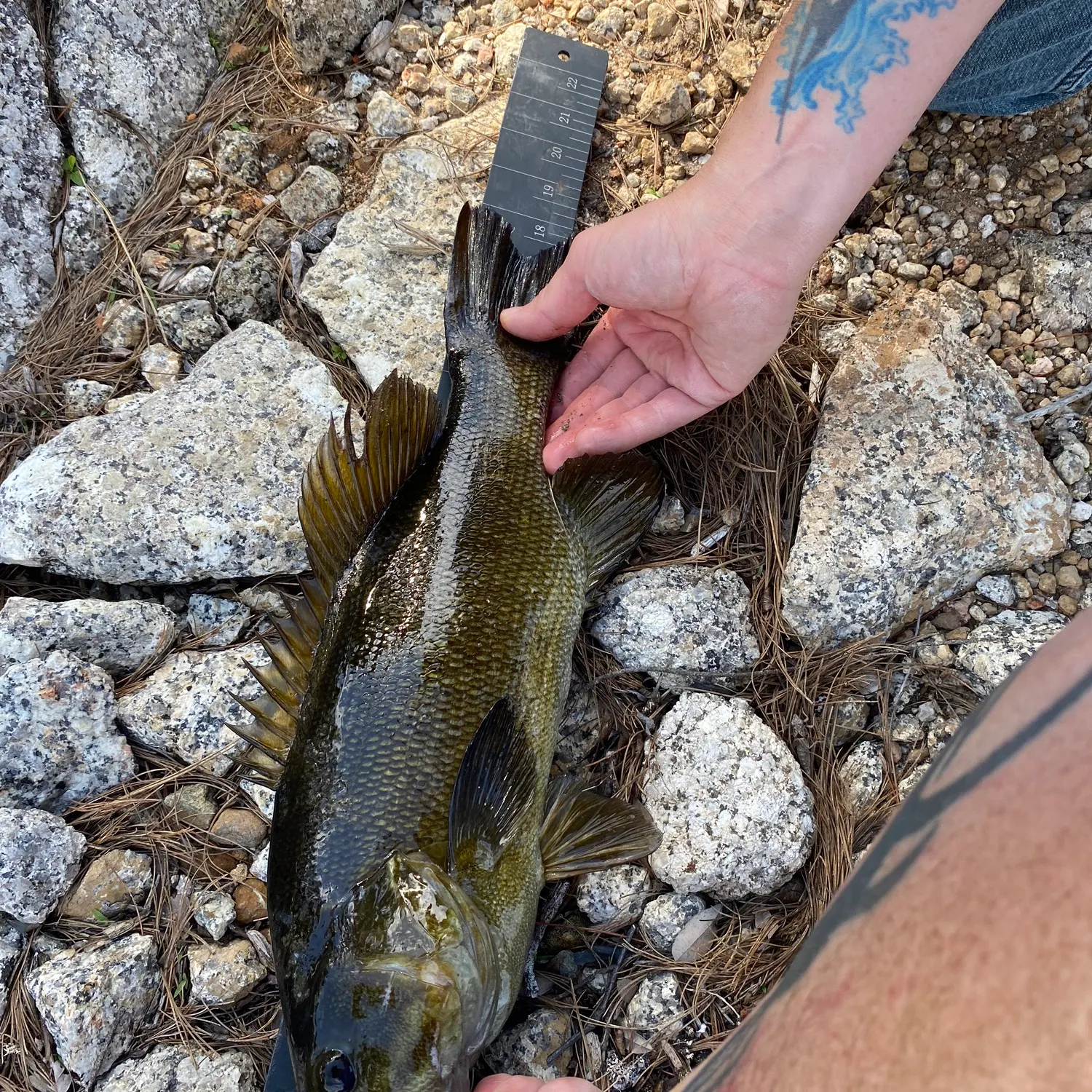 recently logged catches