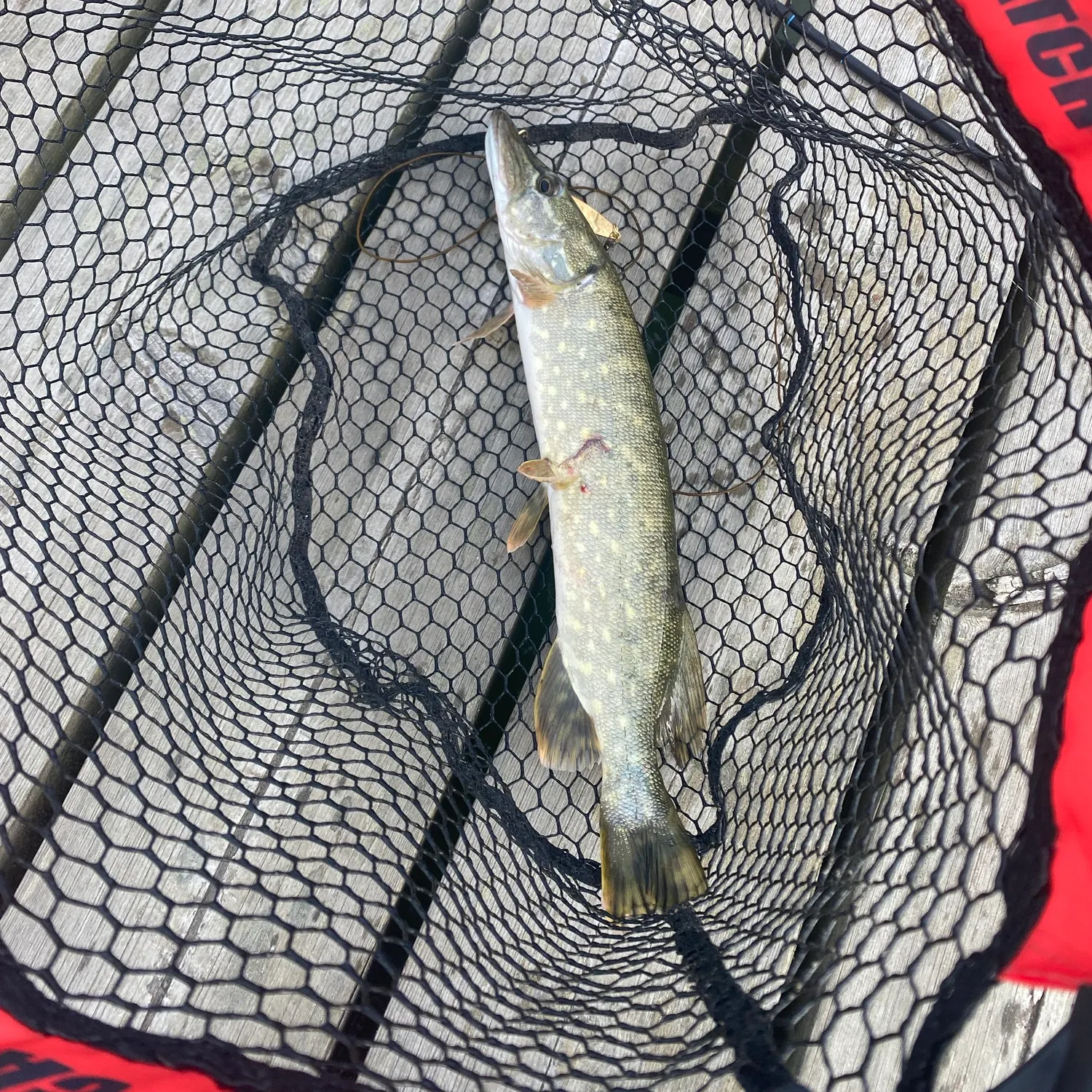 Northern pike caught on Fishbrain