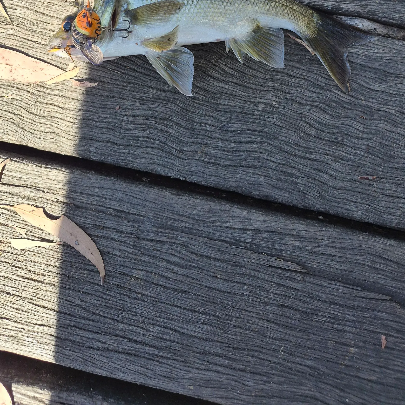 The most recent Australian bass catches on Fishbrain