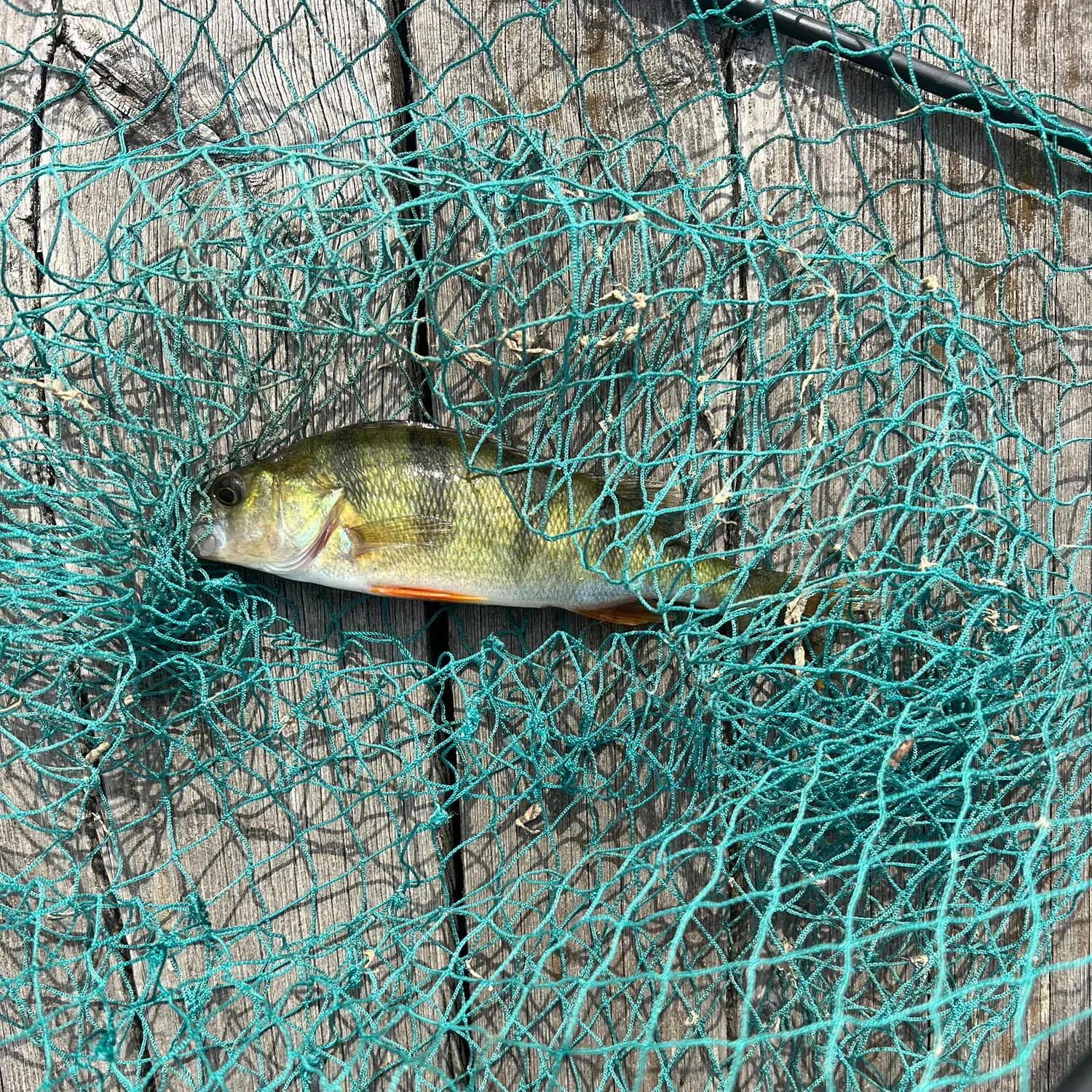 European perch caught on Fishbrain