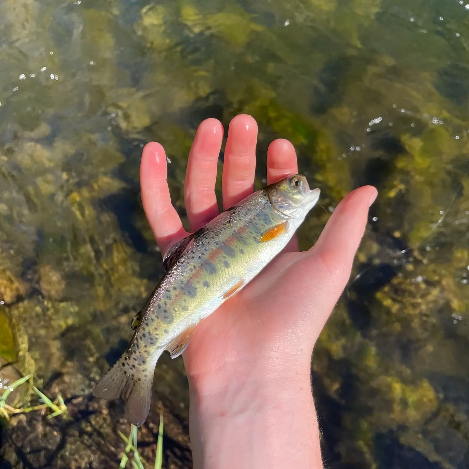 The most recent Amago salmon catches on Fishbrain