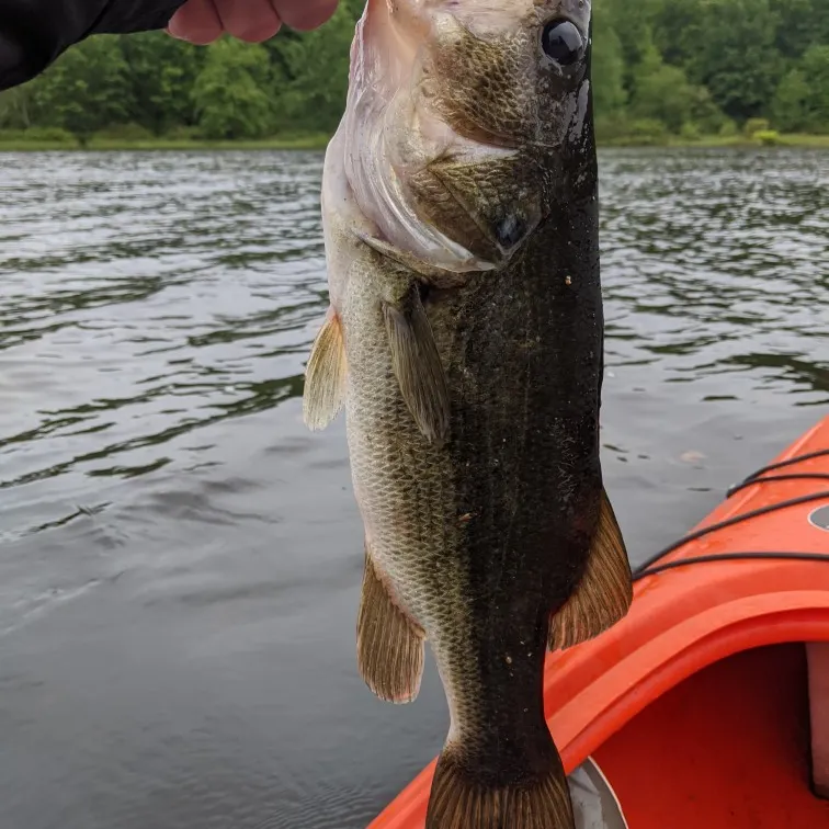 angler catch