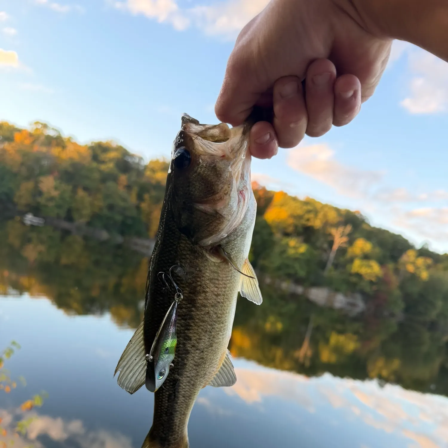 Largemouth bass caught on Fishbrain