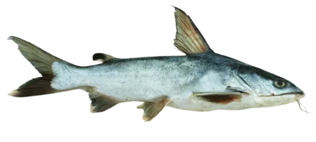 Spotted sea catfish