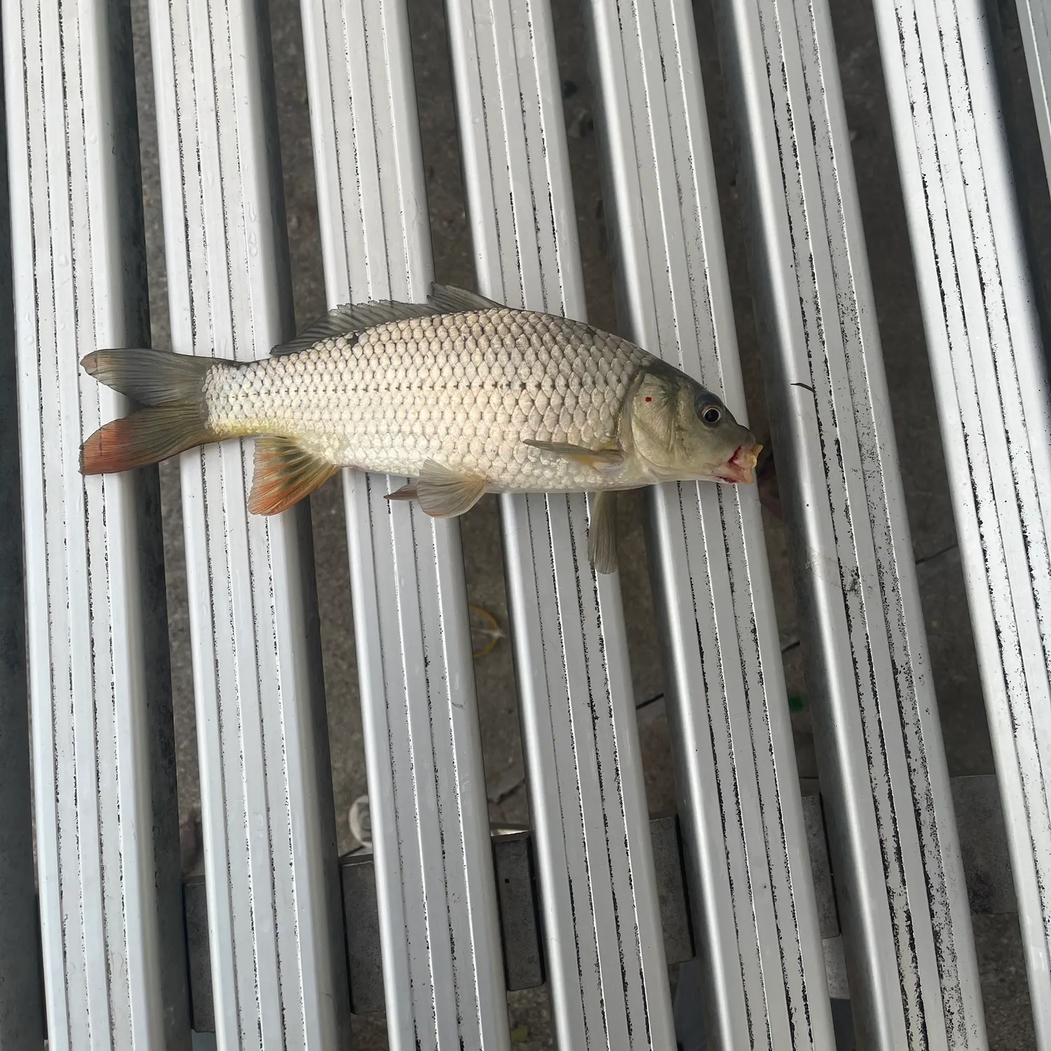 Common carp caught on Fishbrain
