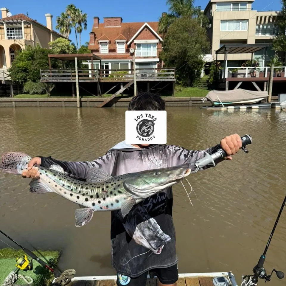 The most recent Spotted sorubim catches on Fishbrain