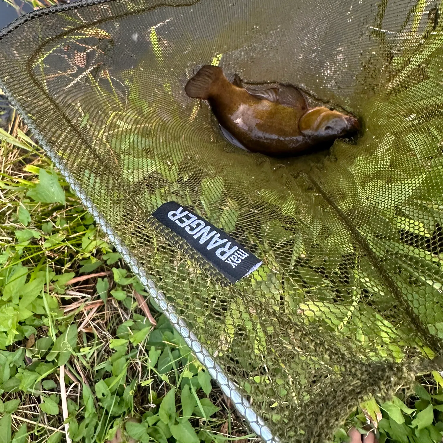 Tench caught on Fishbrain