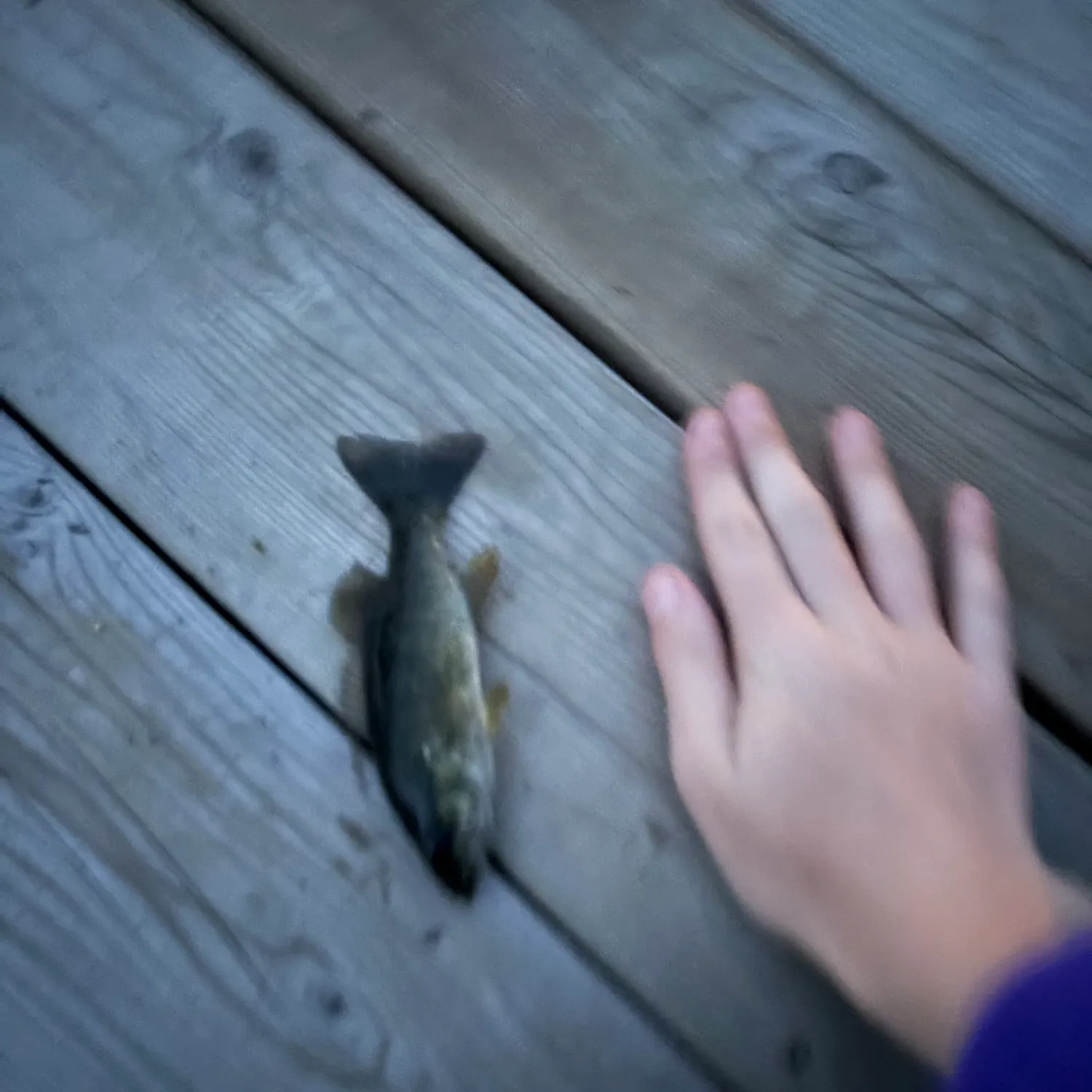 Smallmouth bass caught on Fishbrain
