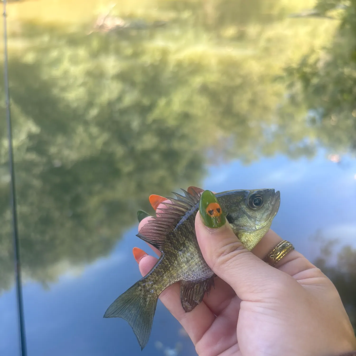 Bluegill caught on Fishbrain