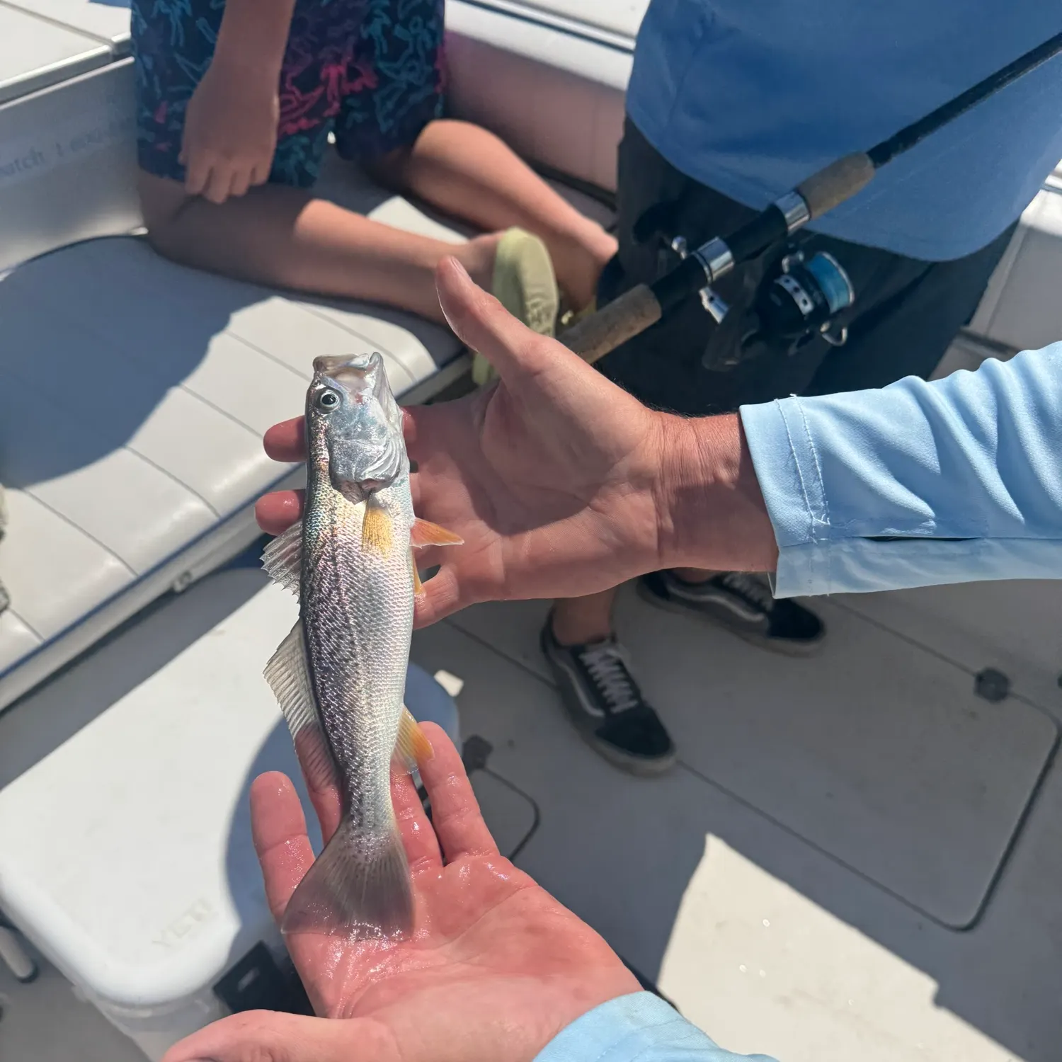 The most recent Gray weakfish catches on Fishbrain