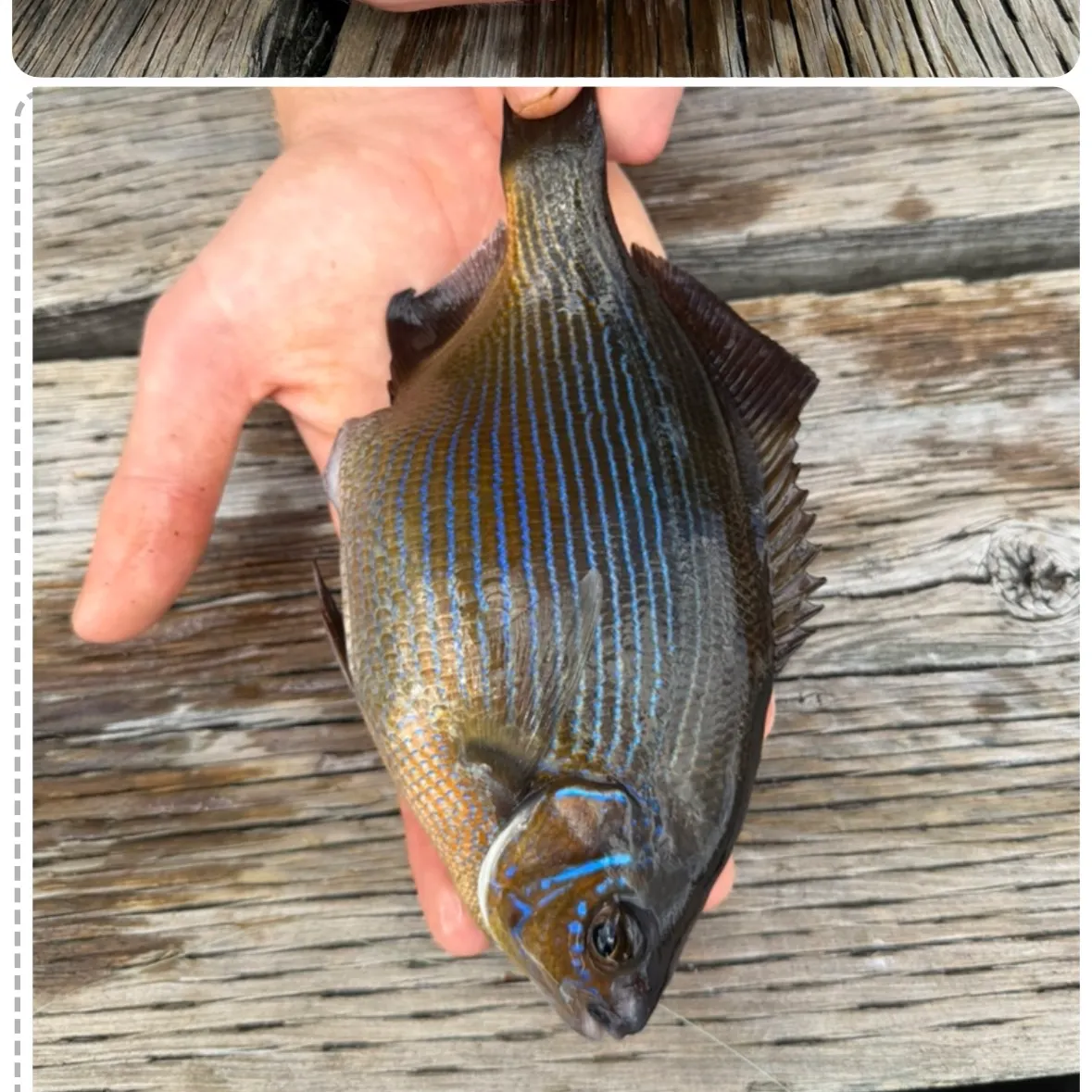 The most recent Striped seaperch catches on Fishbrain