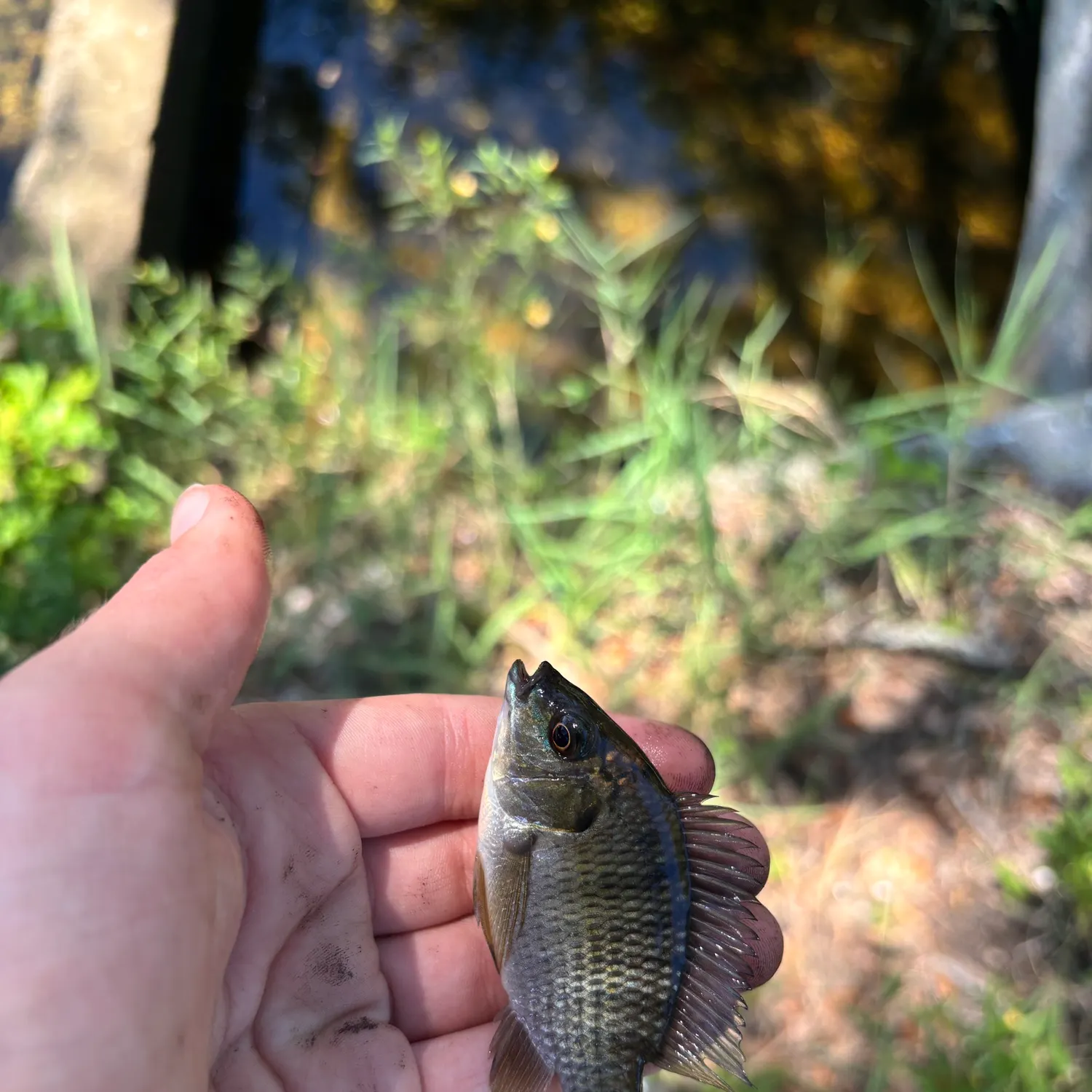 The most recent Blackchin tilapia catches on Fishbrain