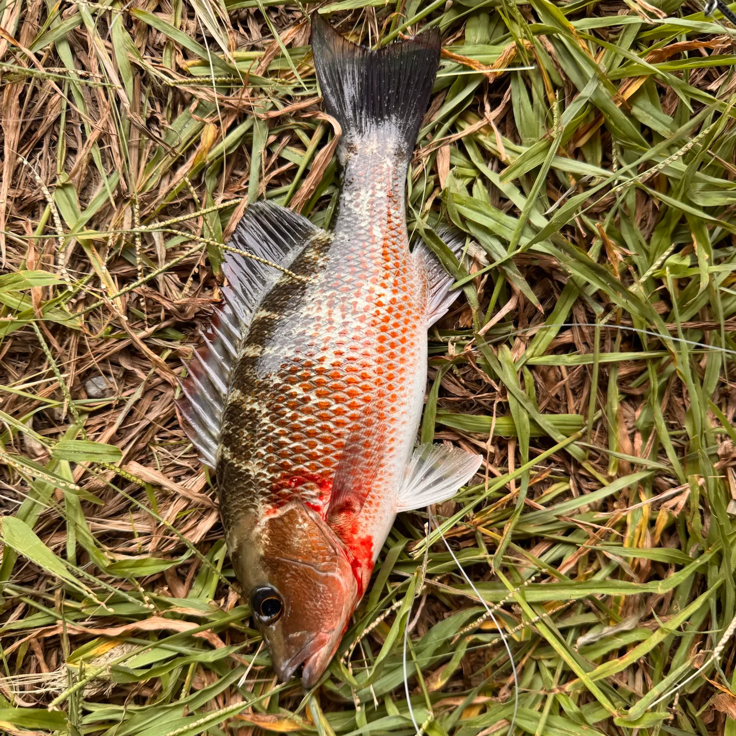 Mangrove snapper caught on Fishbrain