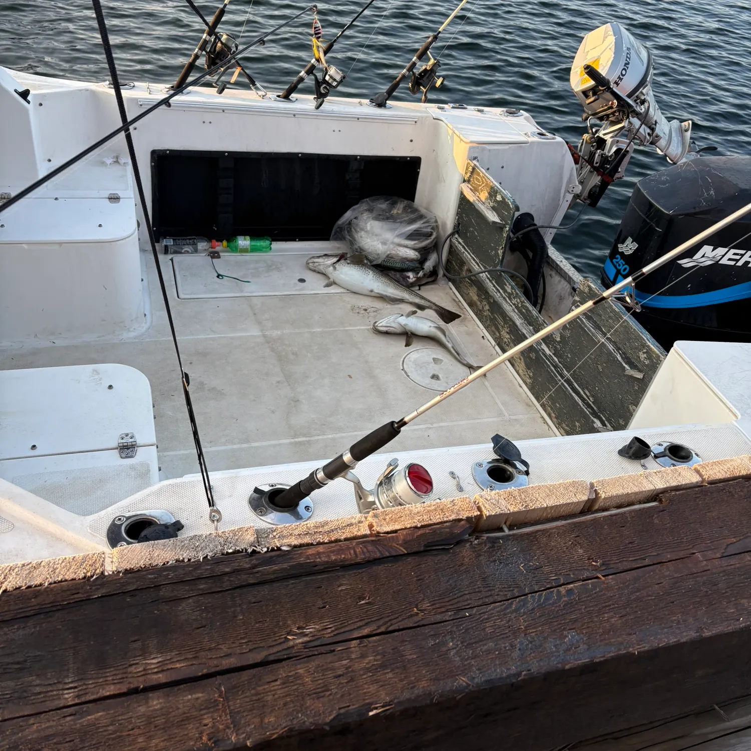 The most recent Atlantic cod catches on Fishbrain