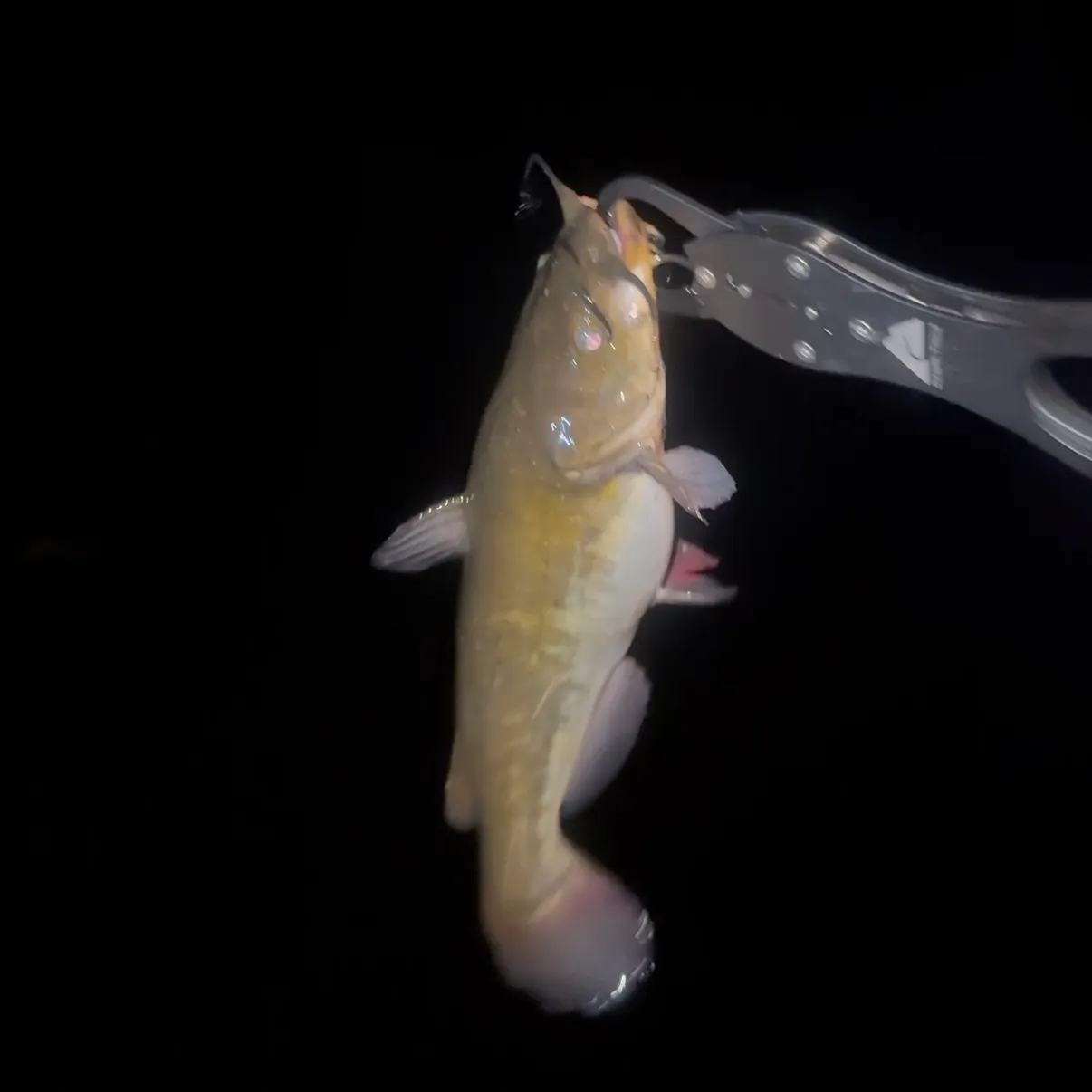 Black bullhead caught on Fishbrain