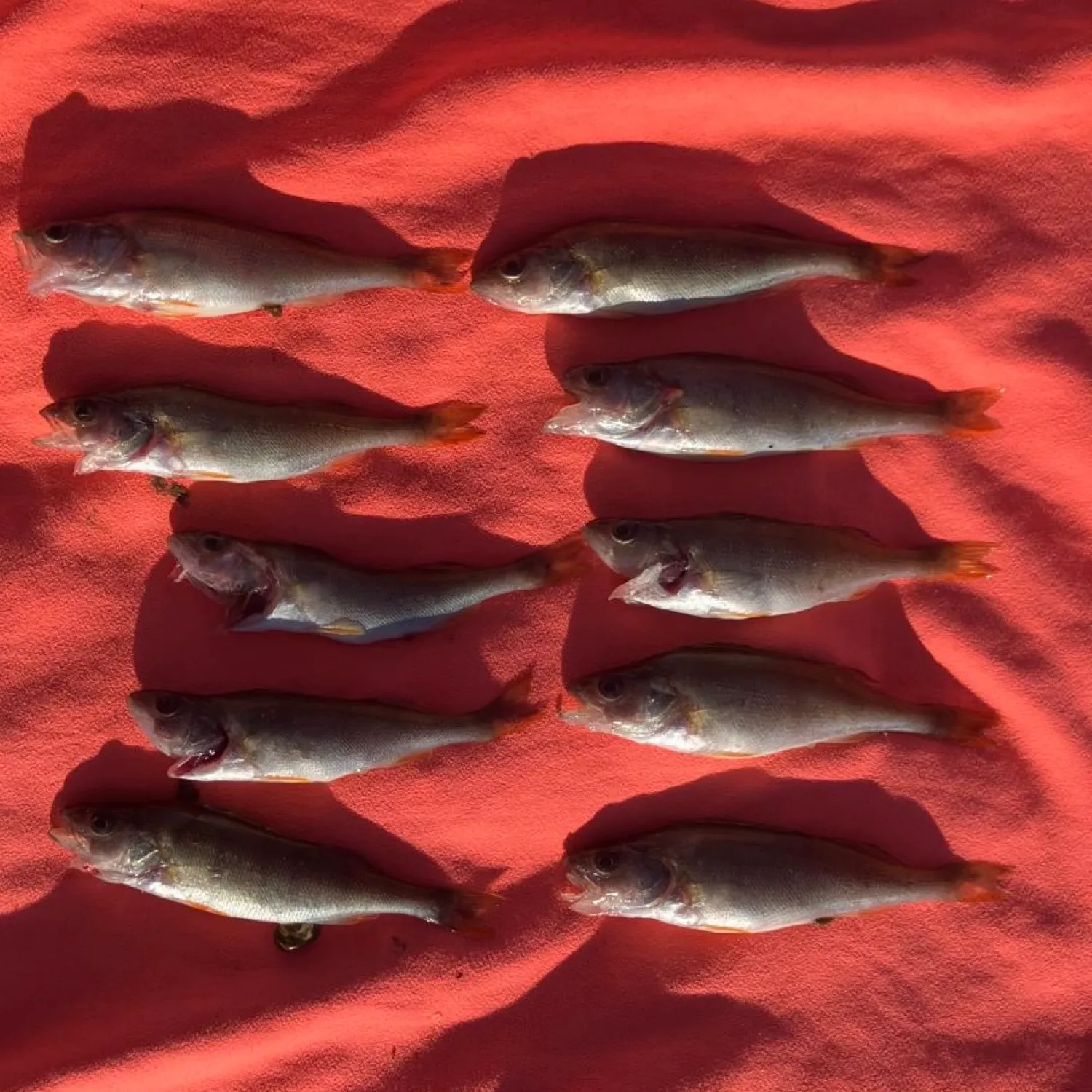 recently logged catches