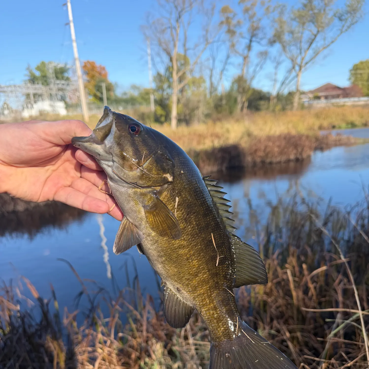 Smallmouth bass caught on Fishbrain