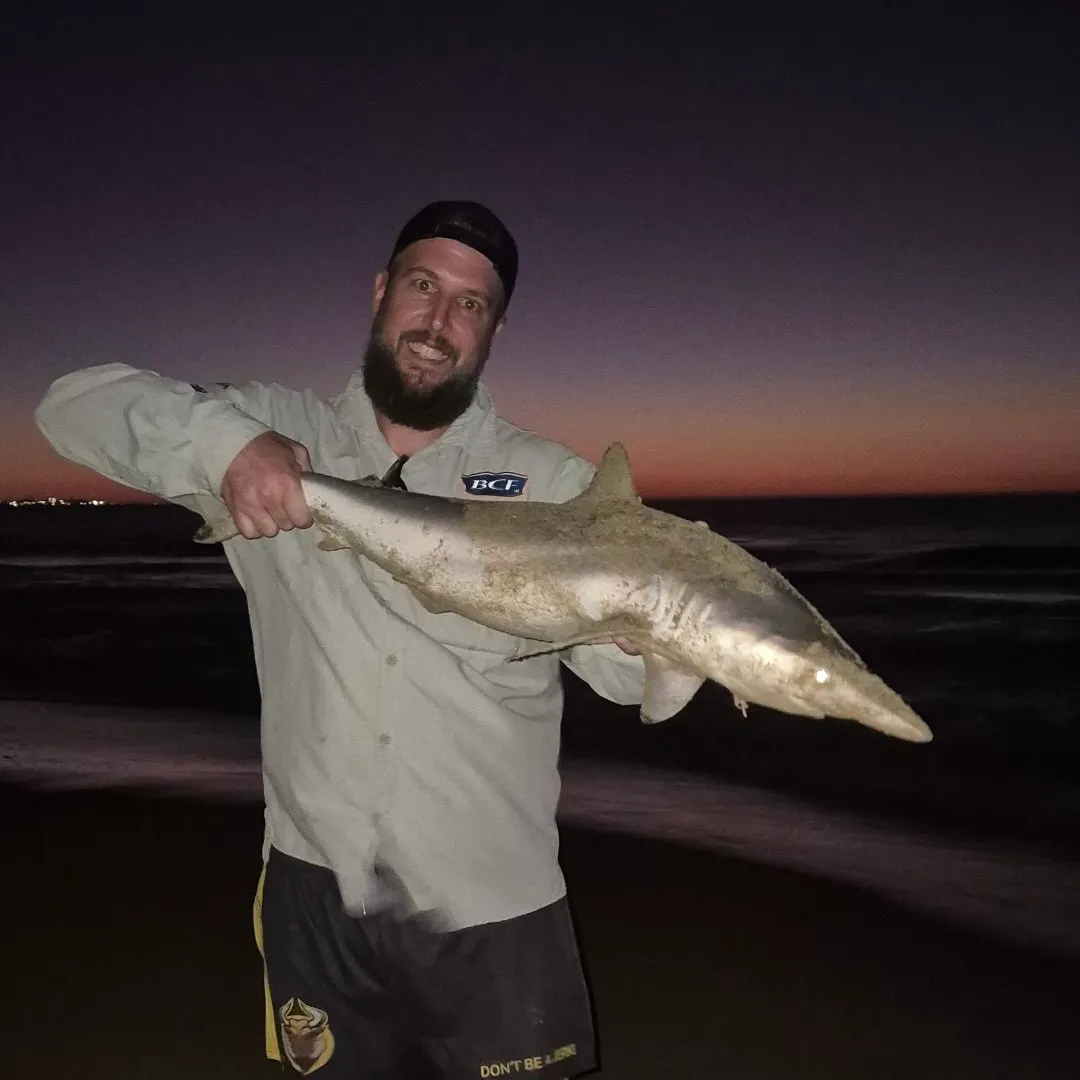 The most recent Dusky shark catches on Fishbrain