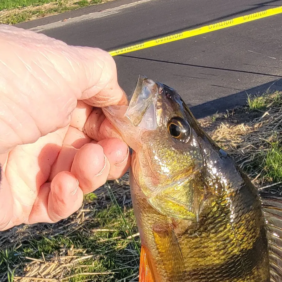 Yellow perch caught on Fishbrain