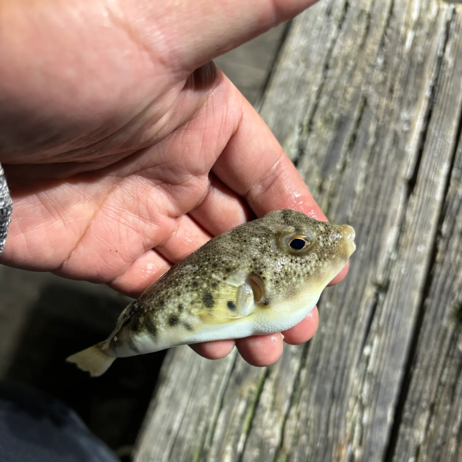 Northern puffer caught on Fishbrain
