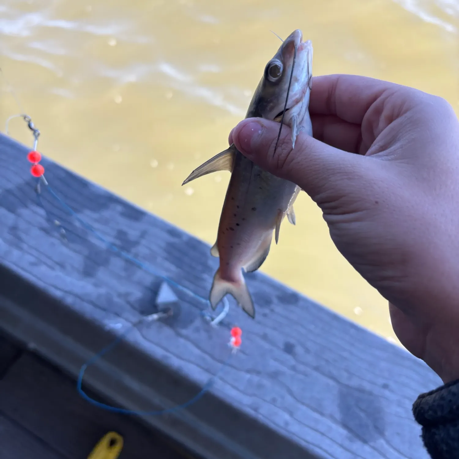 Channel catfish caught on Fishbrain