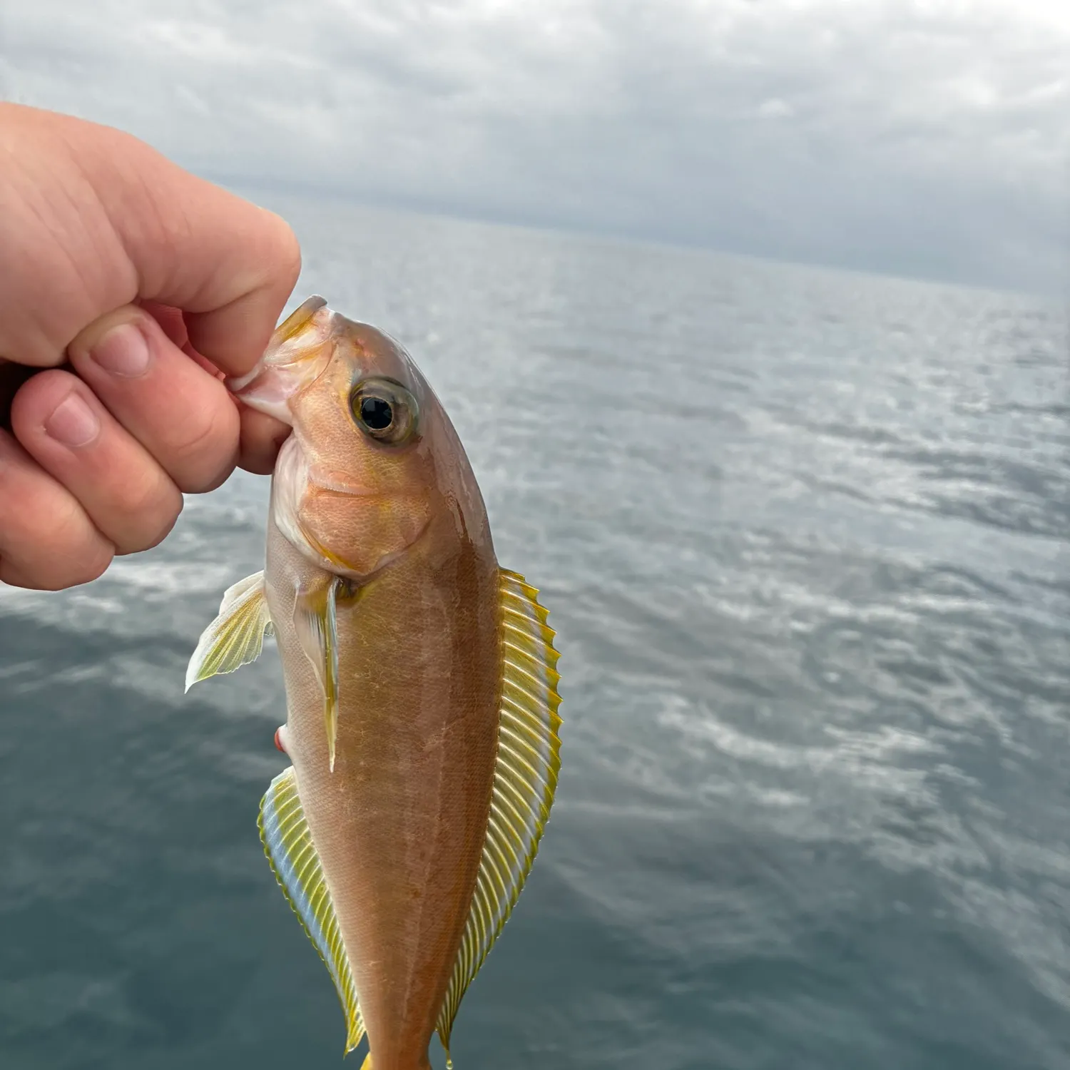 The most recent Ocean whitefish catches on Fishbrain