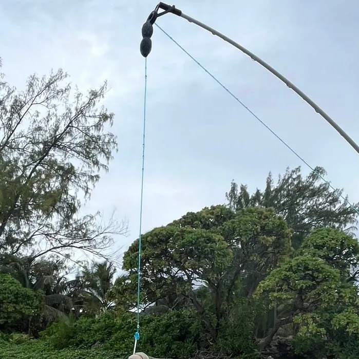 The most recent Banded sergeant catches on Fishbrain